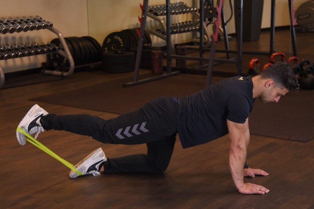 Bird dog z gumą miniband