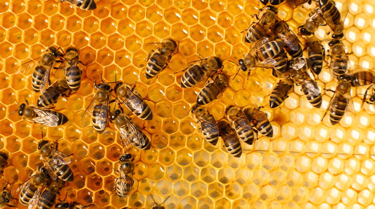 miód właściwości