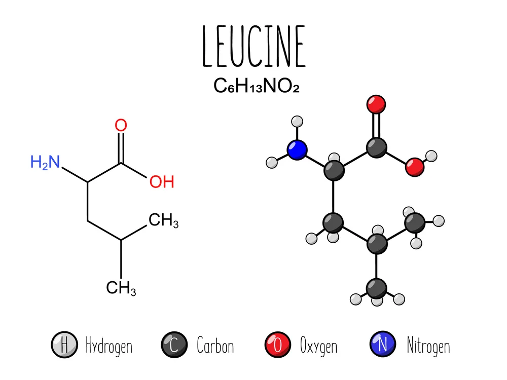 aminokwas leucyna